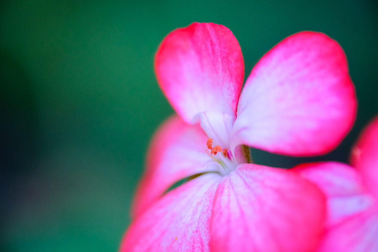 Thing you can photograph in your home