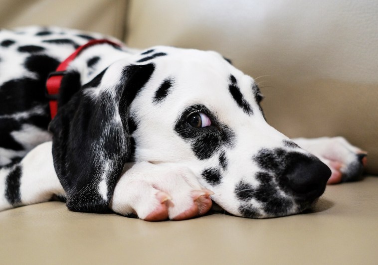 Thing you can photograph in your home