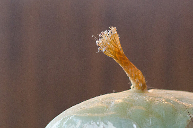 Image: ISO 100 at 100% crop.