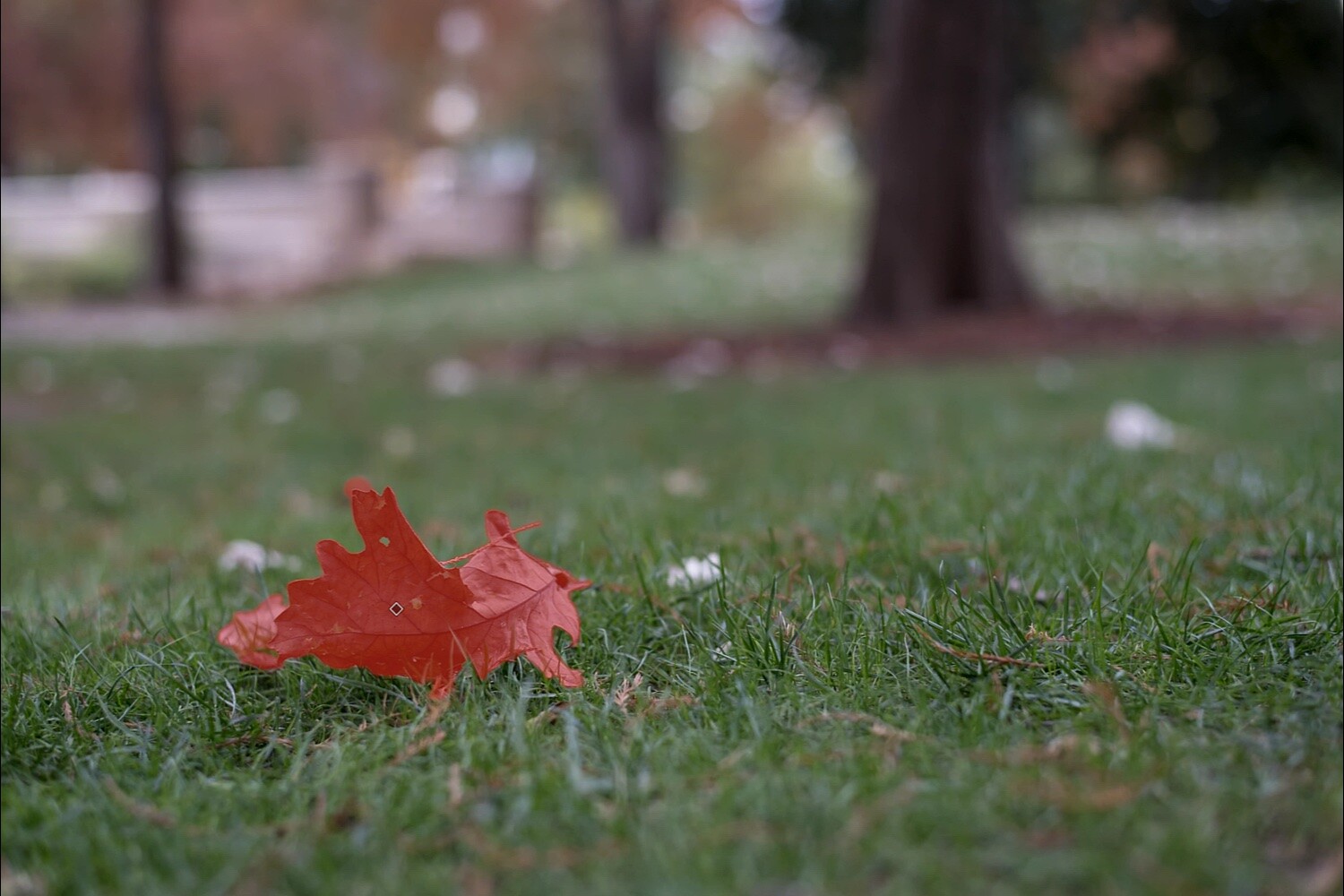 Lightroom Object Selection, a brown leaf on green grass with a red mask overlay on top.