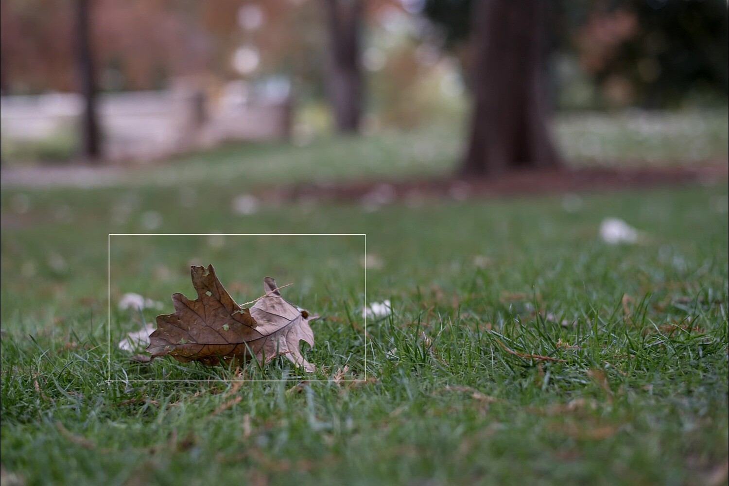 Lightroom Object Selection, a brown leaf on green grass with a lightroom object selection rectangle surrounding it.