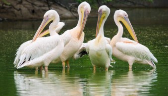 7 Tips for Beautiful Super-Telephoto Wildlife Images