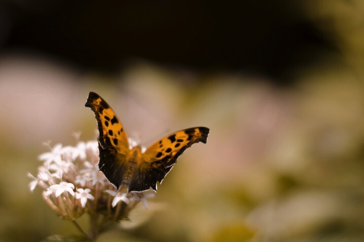 Thirds no overlay - The dPS Absolute Beginner&rsquo;s Guide to Photography